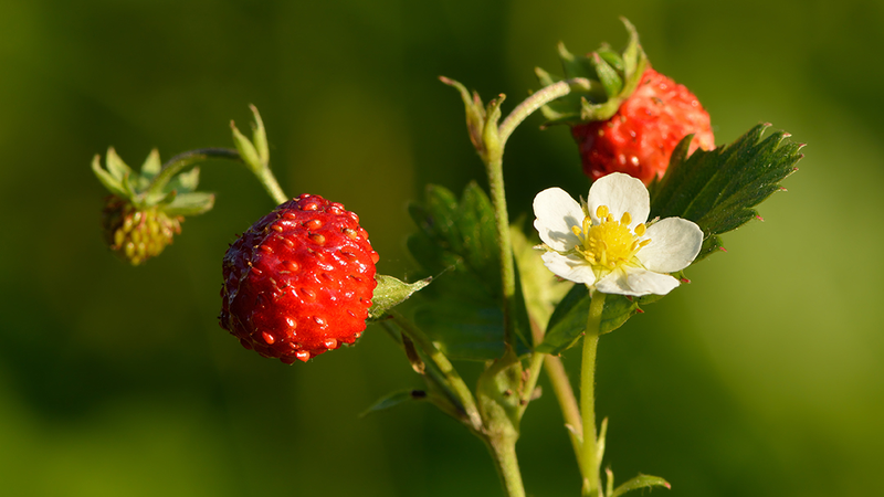 Illustration for article titled The Tastiest Berries That Grow Wild In North America